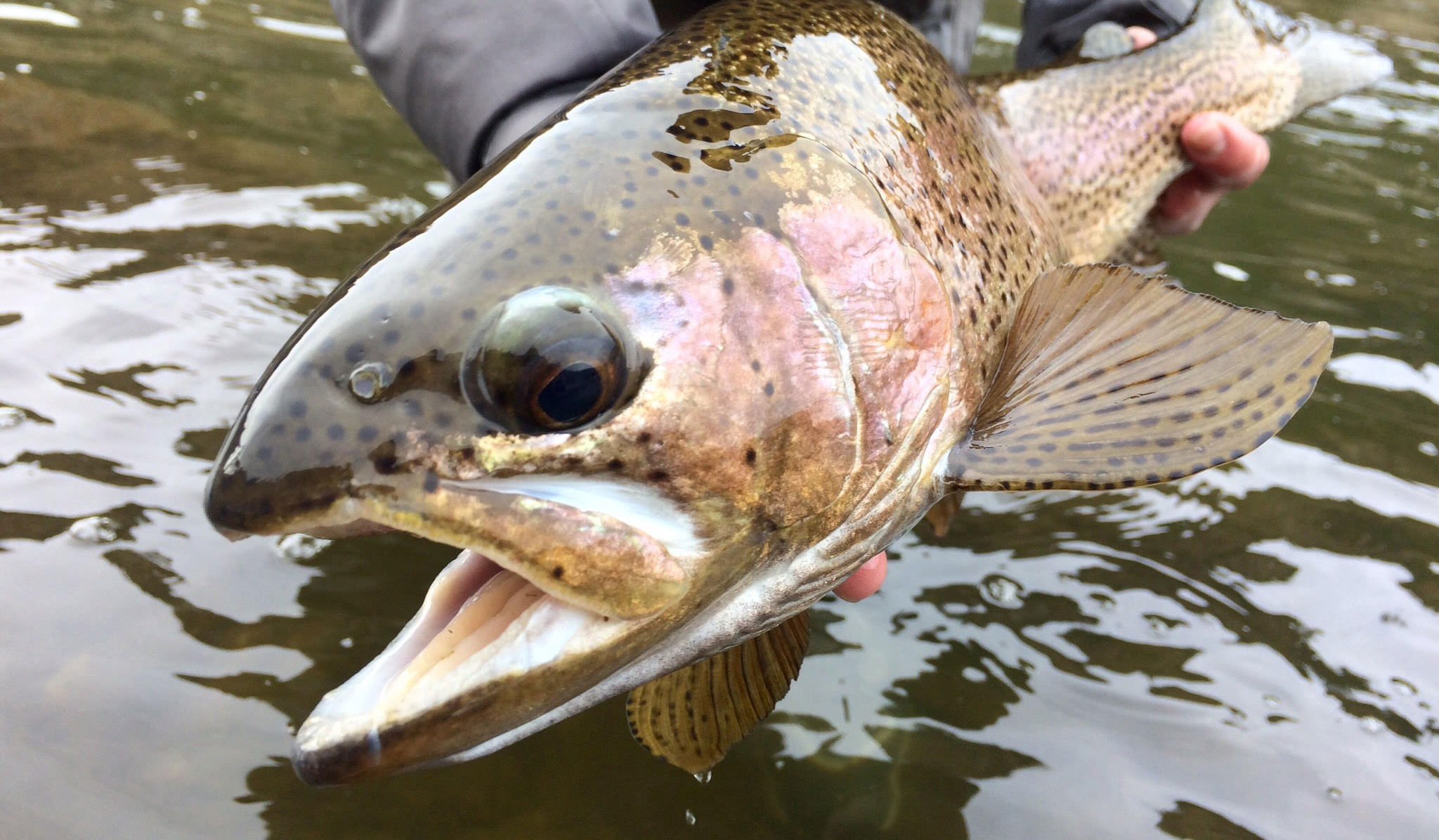 Rainbow trout close up
