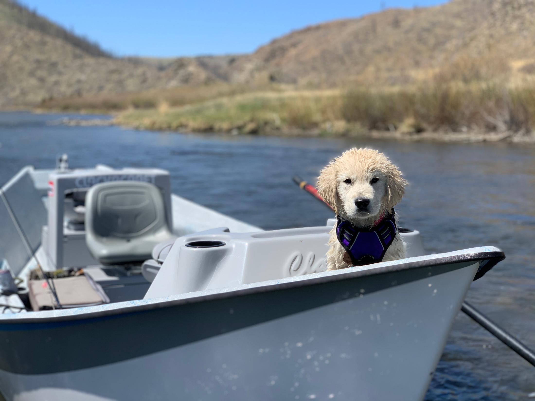 adorable puppy on drift boat