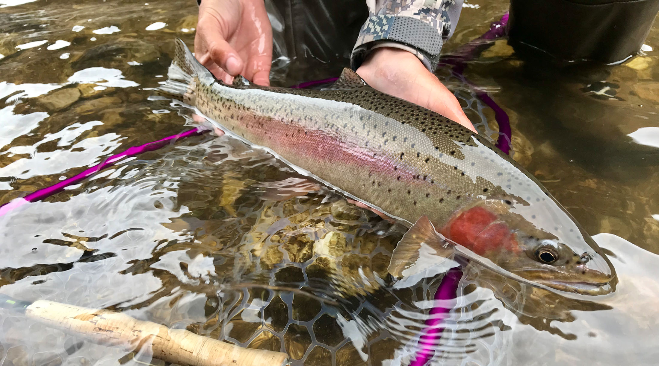 colorful rainbow trout being released