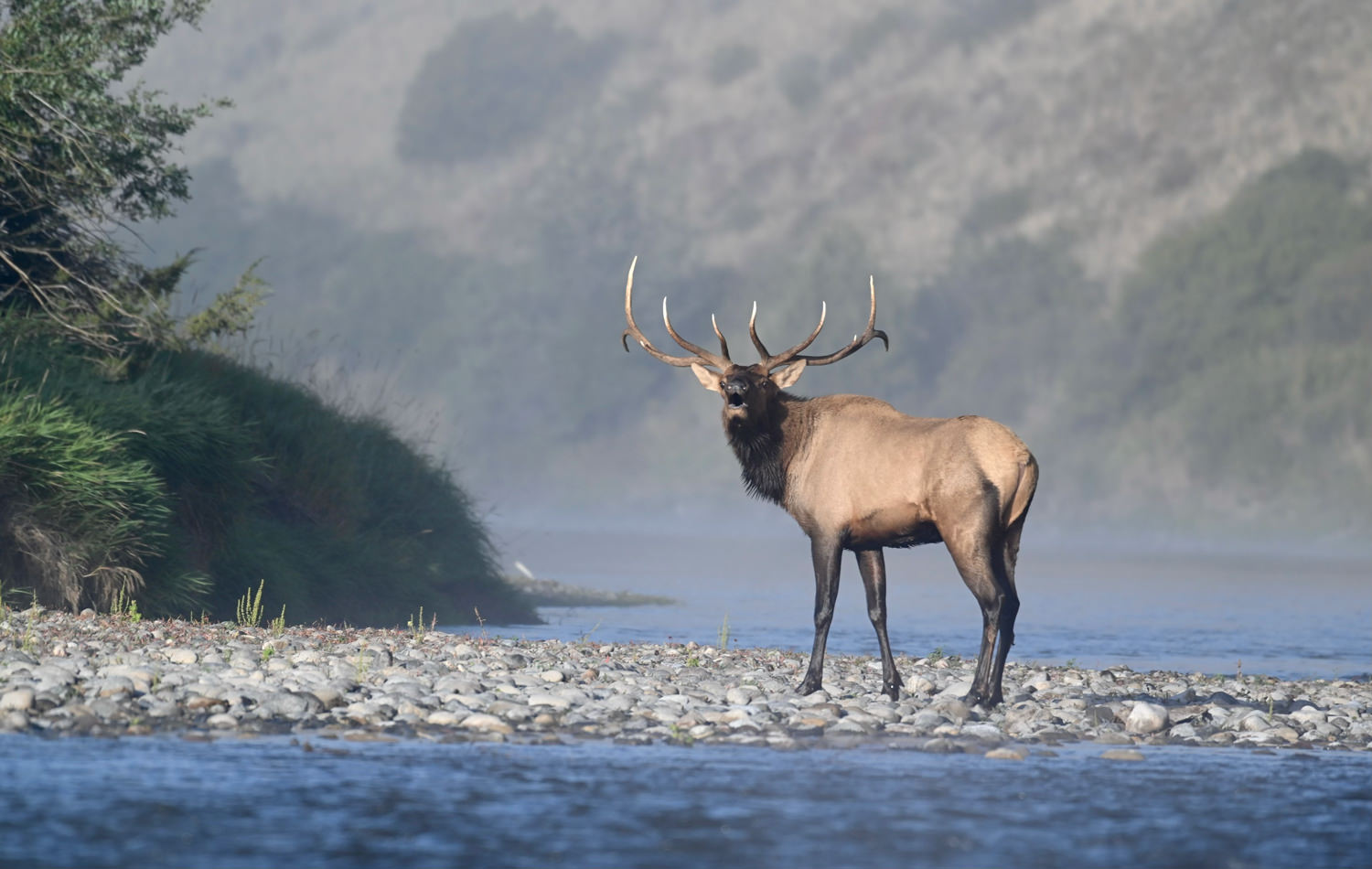 Mt Trout Co Scenic Floats - large elk in river