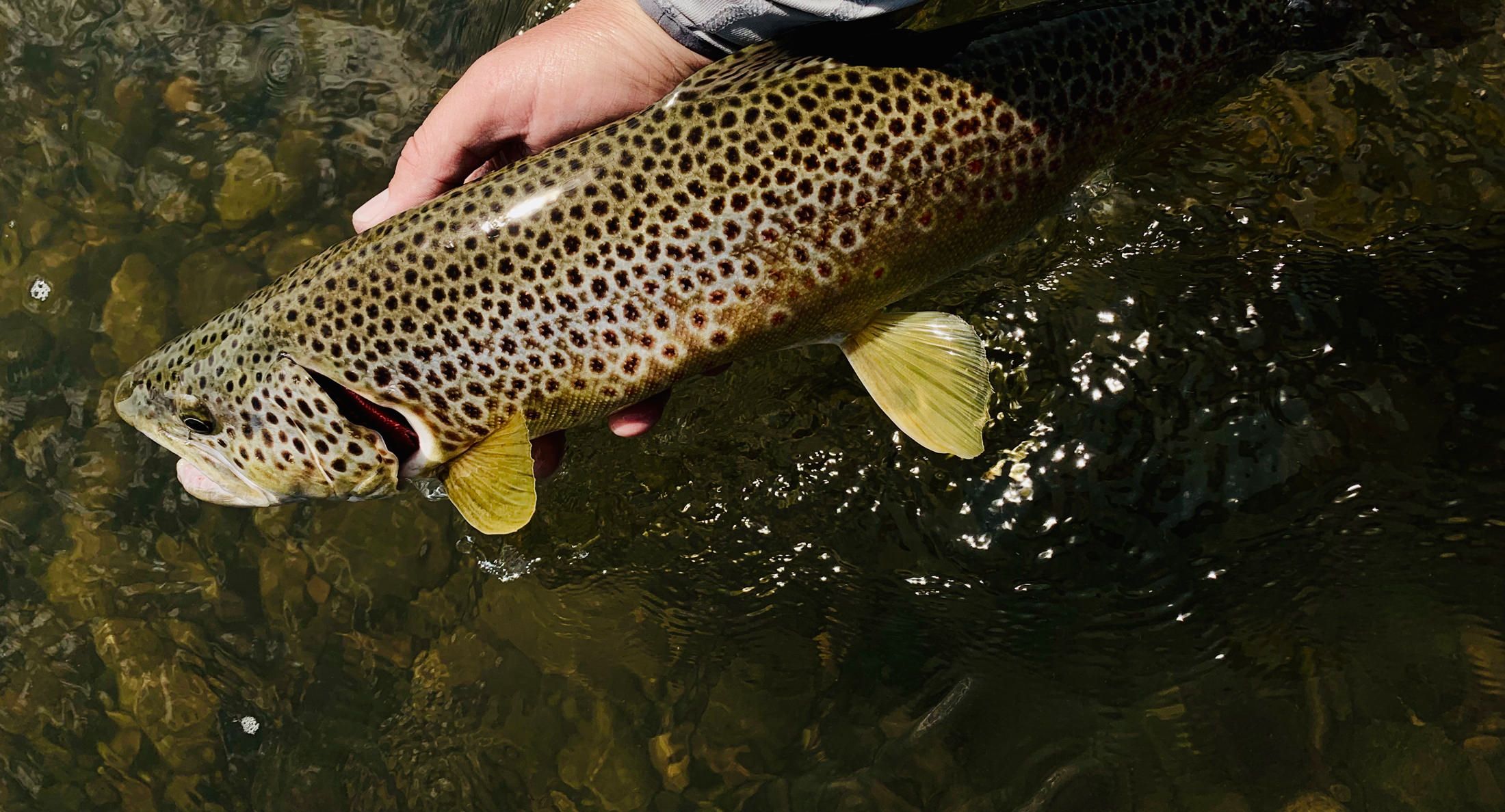beautiful brown trout with pronounced spots