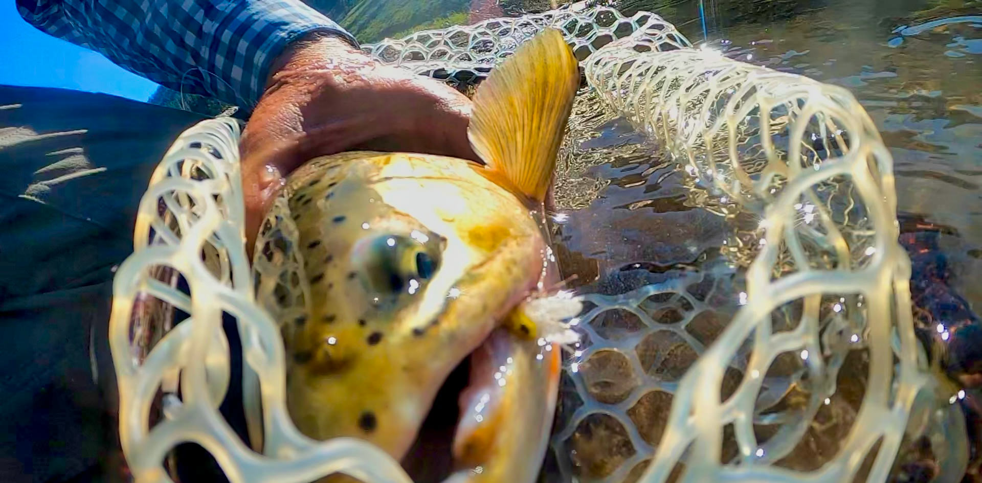 trout in net